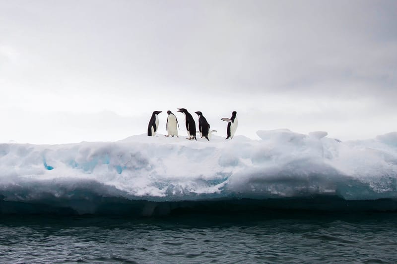 Antarctica Recorded Highest Temperature Ever 2020 | Hypebae