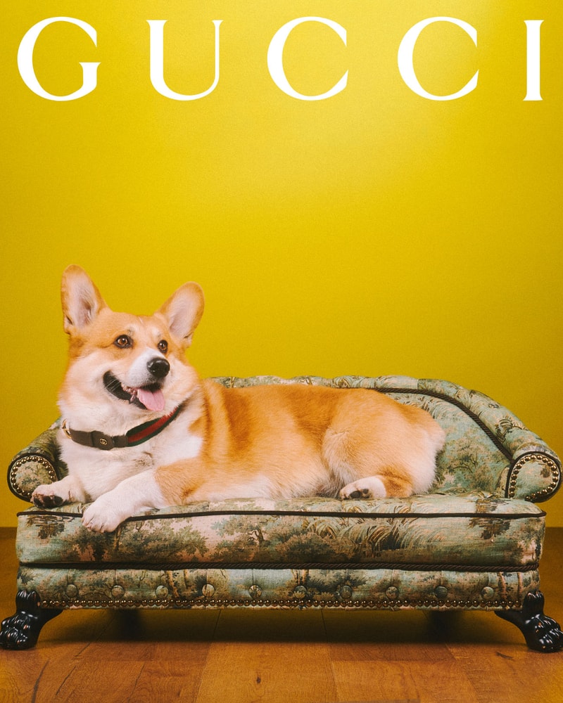 Gucci Debuts Collection Dedicated to Pets Hypebae