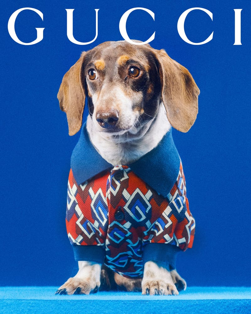 Gucci best sale dog apparel