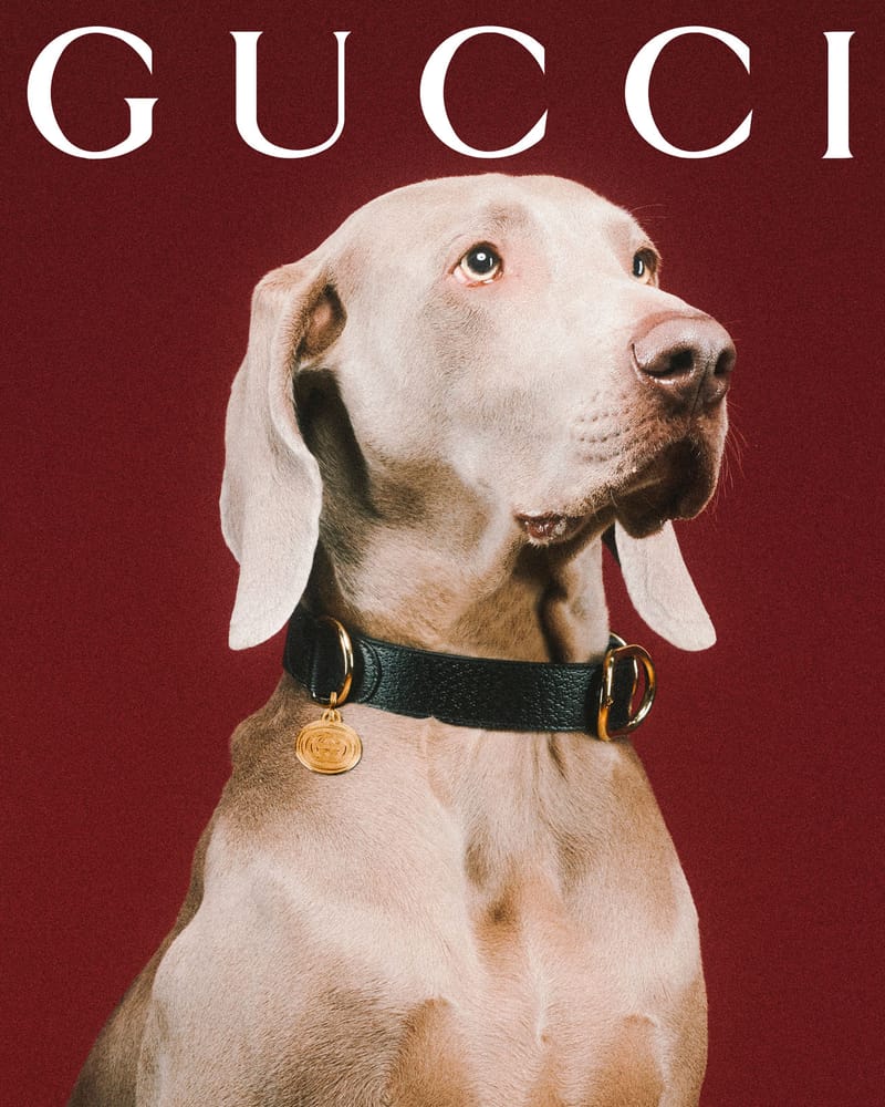 Gucci Debuts Collection Dedicated to Pets | Hypebae