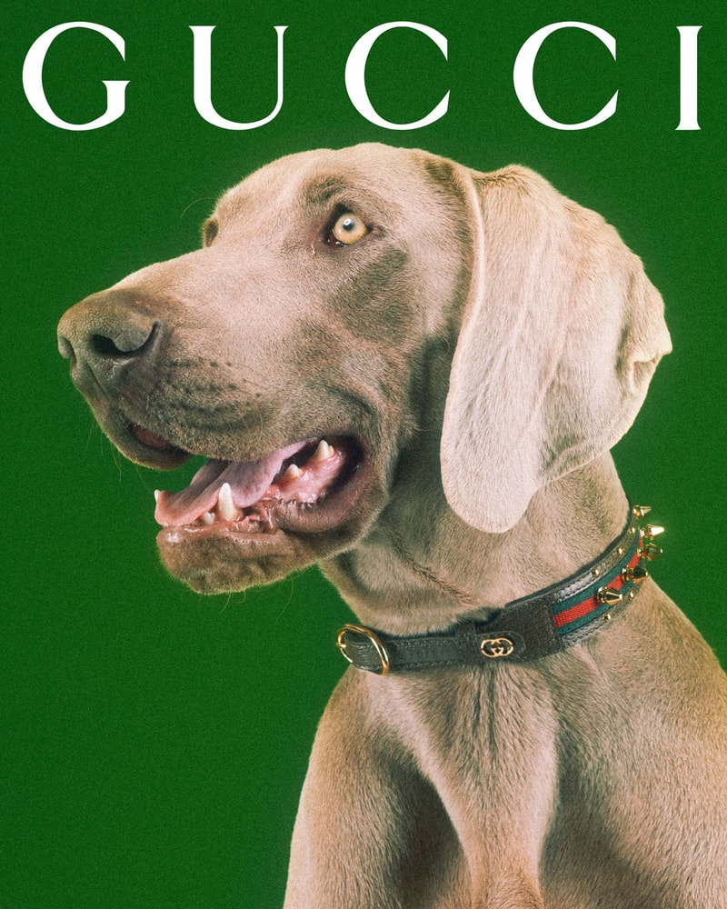 Gucci Debuts Collection Dedicated to Pets Hypebae