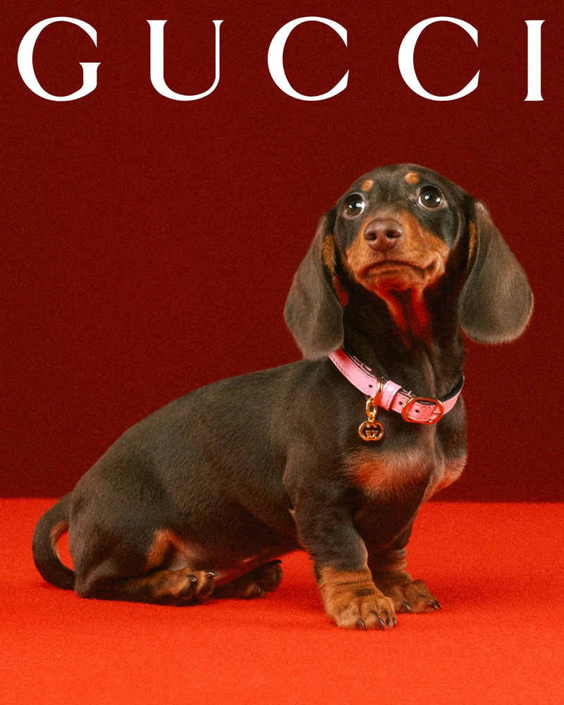 Gucci Debuts Collection Dedicated to Pets Hypebae