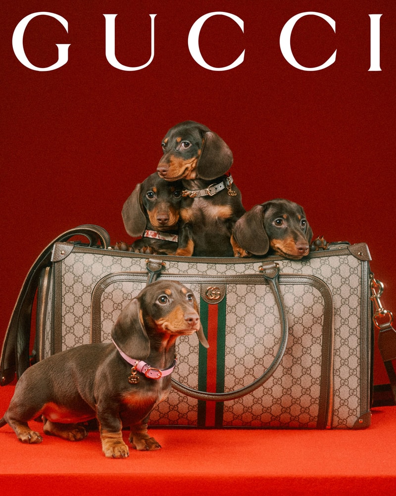 Gucci Debuts Collection Dedicated to Pets Hypebae