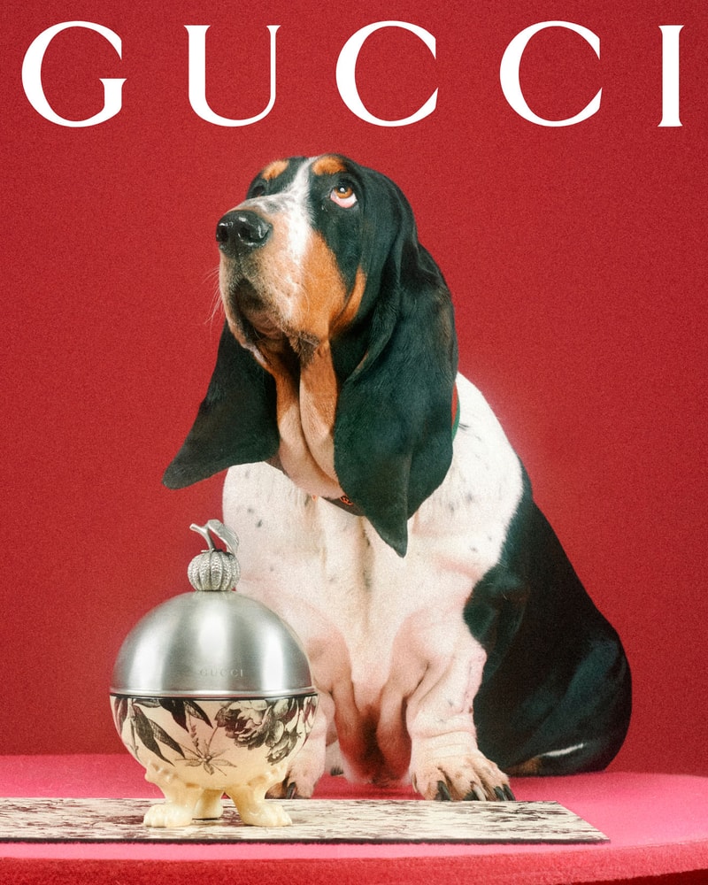 Gucci Debuts Collection Dedicated to Pets Hypebae