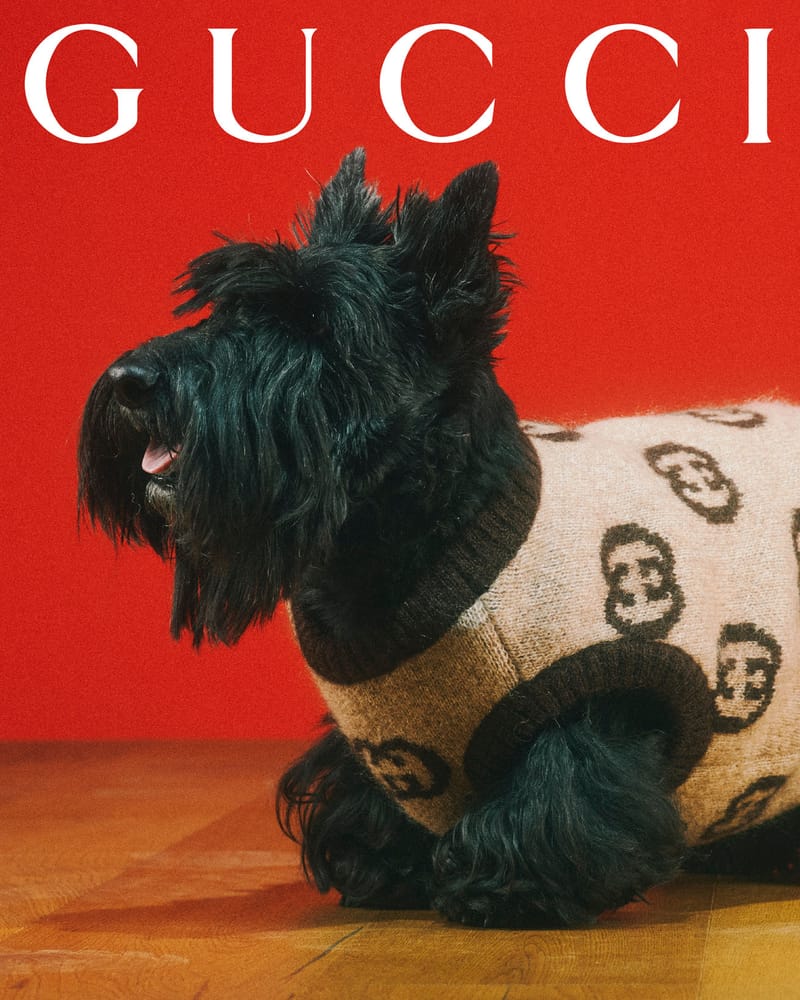 Gucci hot sale dog cardigan