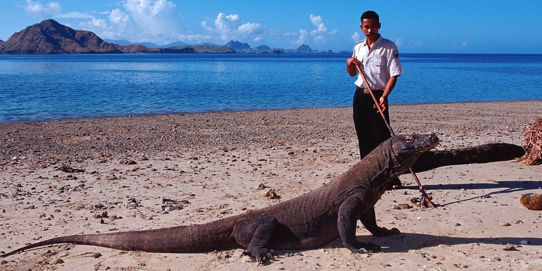 Proyek “jurassic Park” Di Taman Nasional Komodo Tetap Dilanjutkan Meski Ada Peringatan Unesco 6622