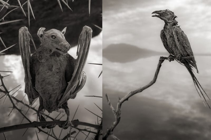 Nick Brandt による「石灰化された動物」の写真 | Hypebeast.JP