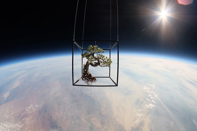 東 信」宇宙空間でのフラワーインスタレーション “地球外生命体