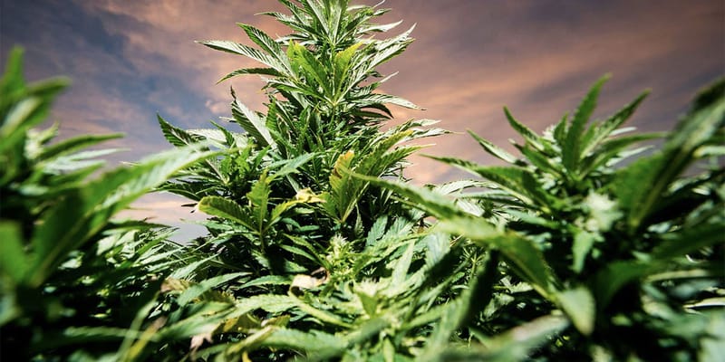 油絵 麻 大麻 マリファナ バッヅ  marijuana 値下げ 油絵 麻 大麻 マリファナ バッヅ marijuana 値下げ（油絵 麻