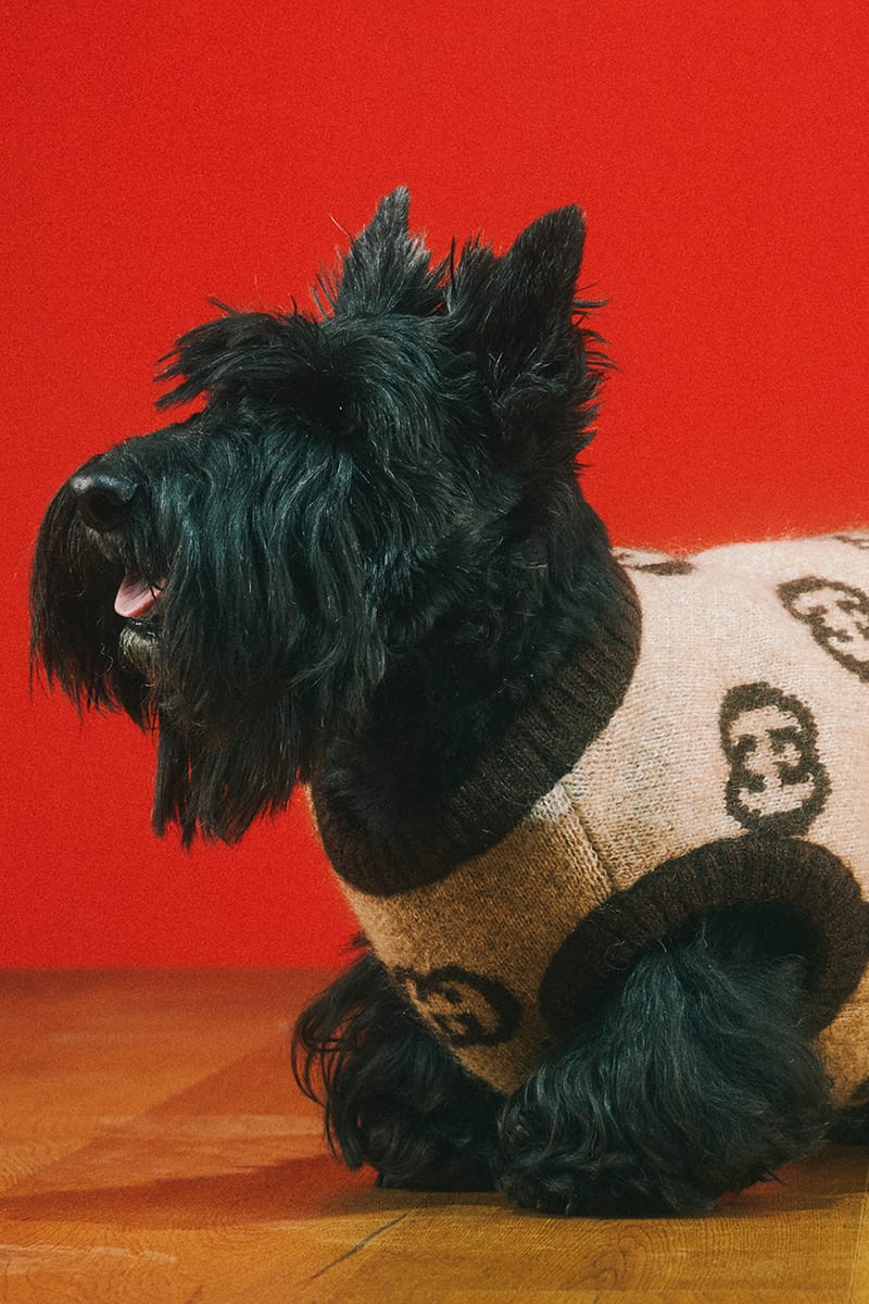 グッチから新たにペットコレクションが誕生 | Hypebeast.JP