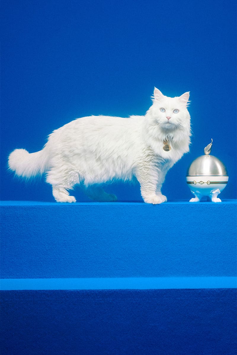 グッチから新たにペットコレクションが誕生 | Hypebeast.JP