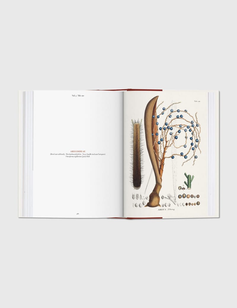 【入手困難！美品】THE BOOK OF PALMS Martius. The Book of Palms. 45th Ed. (45th Edition